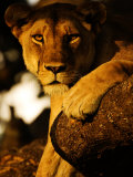 Tree-Climbing Lion, Portrait of Lion in Tree, Tanzania Photographie par Ariadne Van Zandbergen