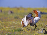 Great Bustard, Young Male, Extremadura, Spain Lámina fotográfica por David Tipling Great Bustard, Young Male, Extremadura, Spain Lámina fotográfica por David Tipling