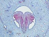 Magnolia Species, Flower Head Detail Showing Developing Ovules Photographic Print by Harold Taylor