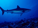 Silvertip Shark, Swimming, Polynesia Photographie par Gerard Soury