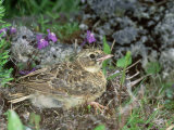 Skylark, Young Photographie par Les Stocker