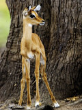 Impala, Juvenile, Tanzania Lámina fotográfica por Ariadne Van Zandbergen