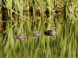 Pied-Billed Grebe, with Chicks, Quebec, Canada Photographie par Robert Servranckx