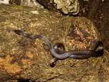 Brown House Snake, Zanzibar Photographie par Ariadne Van Zandbergen
