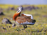 Great Bustard, Male, Extremadura, Spain Lámina fotográfica por David Tipling Great Bustard, Male, Extremadura, Spain Lámina fotográfica por David Tipling