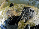 Coypu or Nutria, Being Inquisitive, France Lámina fotográfica por Gerard Soury Coypu or Nutria, Being Inquisitive, France Lámina fotográfica por Gerard Soury