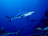 Dagsit Shark, Swimming, Polynesia Photographic Print by Gerard Soury