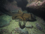 Port Jackson Sharks, In Cave, Australia Photographie par Gerard Soury