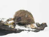 Hedgehog, Erinaceus Europaeus Fotografisk trykk av Les Stocker Hedgehog, Erinaceus Europaeus Fotografisk trykk av Les Stocker