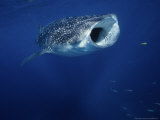 Whale Shark, Feeding, Australia Photographie par Gerard Soury