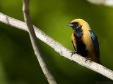Burnished-Buff Tanager, Male Perched on Branch, Brazil Photographie par Roy Toft