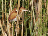 Least Bittern, Ile Bizard, Canada Lámina fotográfica por Robert Servranckx Least Bittern, Ile Bizard, Canada Lámina fotográfica por Robert Servranckx
