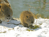 Coypu or Nutria, Adult and Young, France Lámina fotográfica por Gerard Soury Coypu or Nutria, Adult and Young, France Lámina fotográfica por Gerard Soury