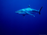 Silvertip Shark, Swimming, Polynesia Photographic Print by Gerard Soury