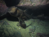 Port Jackson Sharks, In Cave, Australia Photographie par Gerard Soury