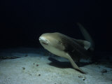 Zebra Shark, Swimming, Thailand Photographie par Gerard Soury