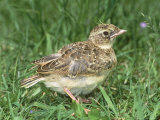 Skylark, Young in Grass Photographie par Les Stocker