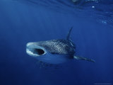Whale Shark, Feeding, Australia Photographie par Gerard Soury