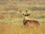 Red Deer, Stag During Rut, Scotland Photographie par David Tipling