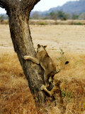 Lion, Climbing a Tree, Tanzania Photographie par Ariadne Van Zandbergen