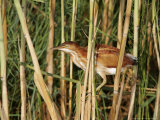 Least Bittern, Ile Bizard, Canada Photographie par Robert Servranckx
