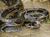Southern African Rock Python, Zala Park, Zanzibar Photographie par Ariadne Van Zandbergen