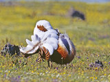 Great Bustard, Male, Extremadura, Spain Lámina fotográfica por David Tipling Great Bustard, Male, Extremadura, Spain Lámina fotográfica por David Tipling