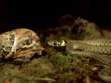 Grass Snake, Young, UK Lámina fotográfica por Les Stocker
