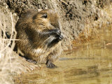 Coypu or Nutria, Washing Itself, France Lámina fotográfica por Gerard Soury Coypu or Nutria, Washing Itself, France Lámina fotográfica por Gerard Soury