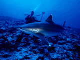 Silvertip Shark, with Diver, Polynesia Photographie par Gerard Soury