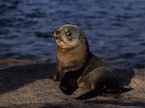 New Zealand Fur Seal, Young, South Australia Photographic Print by Gerard Soury