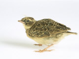Skylark, Young Photographie par Les Stocker