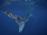 Whale Shark, Caudal Fin, Australia Photographie par Gerard Soury