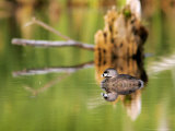 Pied-Billed Grebe, Chick, Quebec, Canada Photographie par Robert Servranckx