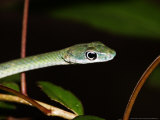 Speckled Green Snake, Zanzibar Lámina fotográfica por Ariadne Van Zandbergen