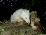 Badger, UK Lámina fotográfica por Les Stocker Badger, UK Lámina fotográfica por Les Stocker