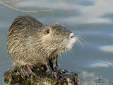 Coypu or Nutria, Sitting on Rock, France Lámina fotográfica por Gerard Soury Coypu or Nutria, Sitting on Rock, France Lámina fotográfica por Gerard Soury
