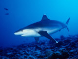 Silvertip Shark, Swimming, Polynesia Photographic Print by Gerard Soury