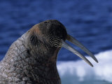Walrus, Sunbathing, Nunavut, Canada Fotografie-Druck von Gerard Soury