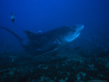Tiger Shark, Swimming, South Africa Photographie par Gerard Soury