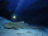 Zebra Shark, with Diver, Thailand Photographie par Gerard Soury