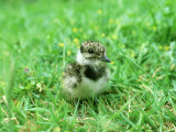 Lapwing, Young, England, UK Photographie par Les Stocker