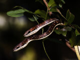 Eastern Striped-Bellied Sand Snakes, Zanzibar Lámina fotográfica por Ariadne Van Zandbergen