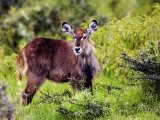Common Waterbuck, Young, Tanzania Lámina fotográfica por Ariadne Van Zandbergen