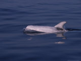 Rissos Dolphin, Porpoising, France Lámina fotográfica por Gerard Soury Rissos Dolphin, Porpoising, France Lámina fotográfica por Gerard Soury