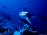 Silvertip Shark, Swimming, Polynesia Photographie par Gerard Soury