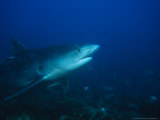 Tiger Shark, Swimming, South Africa Photographie par Gerard Soury