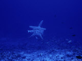 Great Hammerhead Shark, with Bait, Polynesia Photographie par Gerard Soury