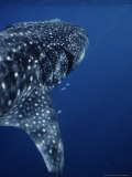 Whale Shark, with Fish, W. Australia Photographie par Gerard Soury