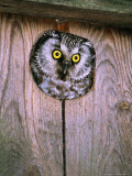 Tengmalms Owl, Peering from Nest Box, Finland Lámina fotográfica por David Tipling